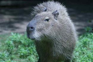 娛樂吃瓜醬水豚